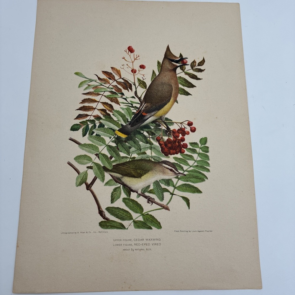 Louis Agassiz Fuertes Bird Lithograph Cedar Waxwing Red-Eyed Vireo A. Hoen & Co